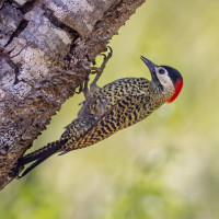 Green-barred Woodpecker